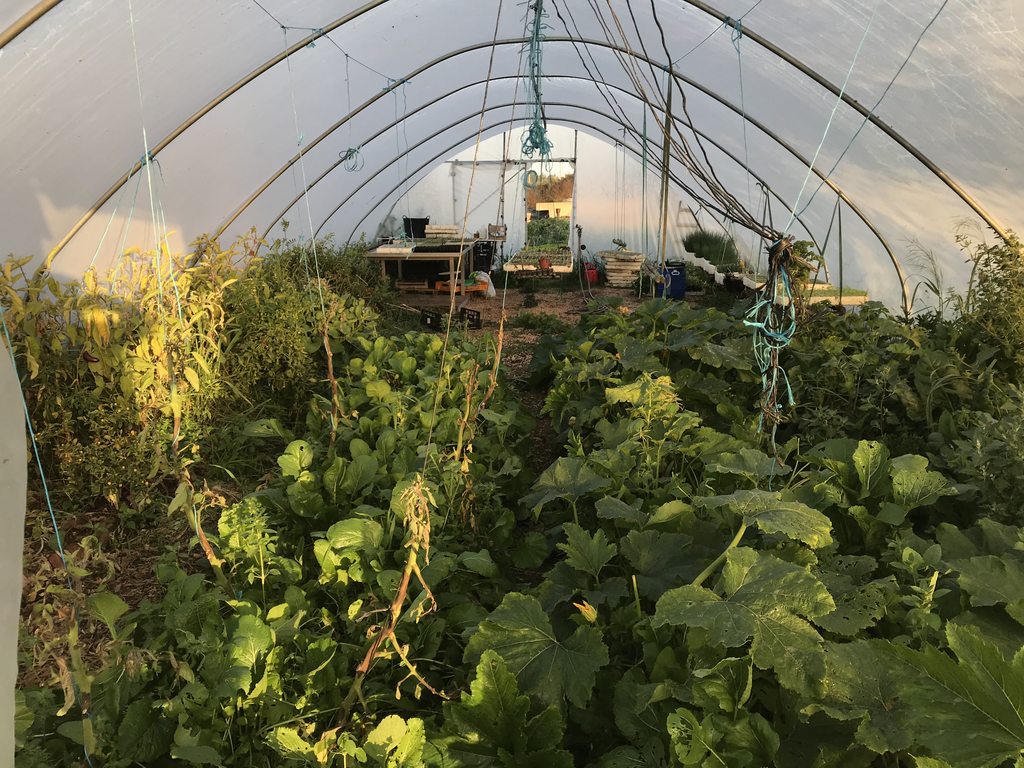 From Simple Polytunnel to SMART Greenhouse